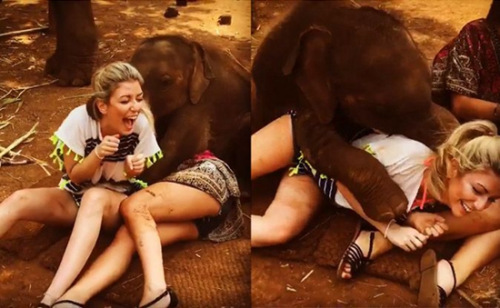 超萌：泰国小象卖萌 见人就给“爱的抱抱”(图)