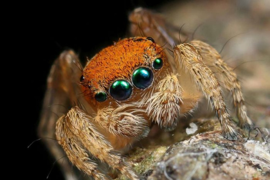 澳大利亚新州发现新型橙色孔雀蜘蛛长仅3毫米（图）