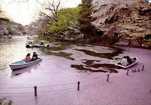 日本公园樱花花瓣飘落铺满池塘犹如粉色绒毯（图）