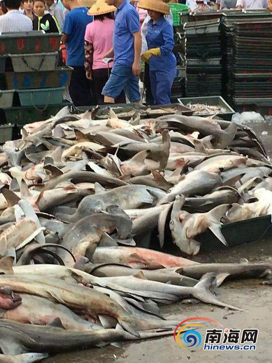 4月9日，有网友在朋友圈中发消息称，三亚水产 码头 当街低价售卖濒危保护动物锤头鲨，数量达近百条。网友供图