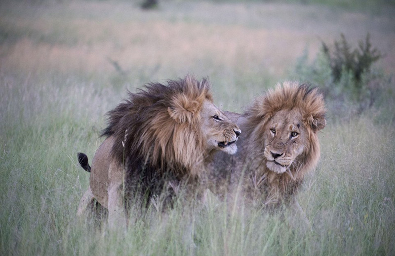 动物界同性恋:非洲两雄狮"交配"