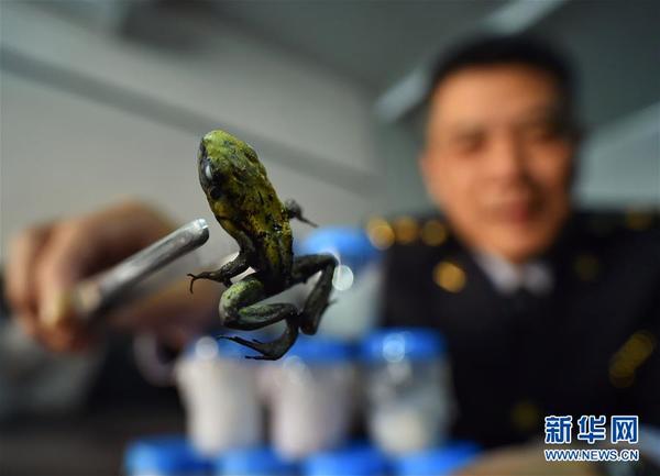 北京出入境检验检疫局再次截获全球毒性最强物种之一箭毒蛙活体