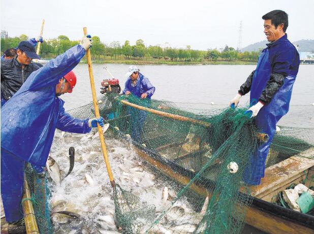 台州玉环湖收起今年第一网 捞起鲜鱼1.5万多公斤