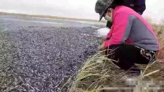 内蒙古莫日格勒河被污染：漂浮大量死鱼