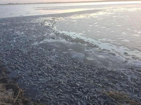 4月21日，多名网友发帖称，内蒙古呼伦贝尔市陈巴尔虎旗境内的莫日格勒河被污染，导致大量鱼死亡。