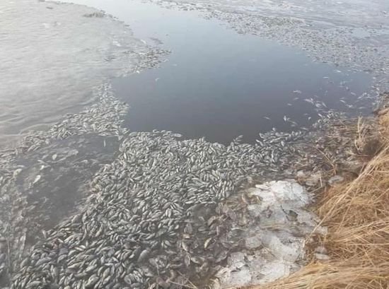 内蒙古莫日格勒河被污染：漂浮大量死鱼