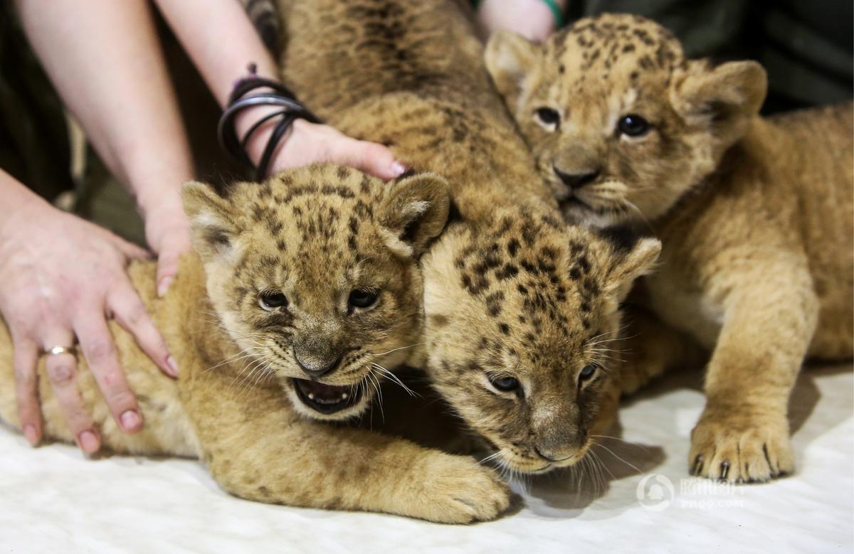 俄罗斯动物园狮子宝宝亮相 呆萌可爱超吸睛-可爱萌宝宝桌面壁纸,动物园