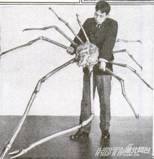 以整体尺寸计算，日本蜘蛛蟹-甘氏巨螯蟹是世界上最大的节肢动物。