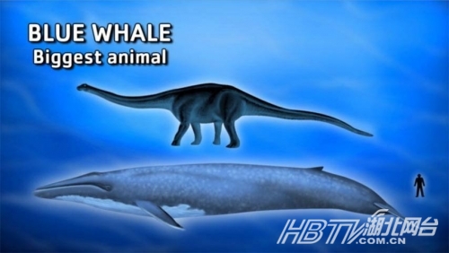 地球上最大的动物就是蓝鲸。历史曾经记录的最大鲸鱼体重210吨、体长29.8米。捕猎导致蓝鲸处于濒临灭绝状态，目前只存活5000到1.2万只。