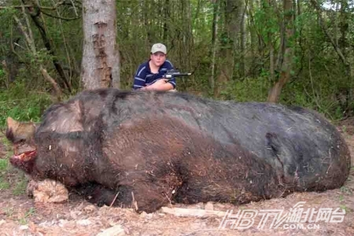 据报道，有史以来最大的野猪（绰号“猪斯拉Ⅱ号”）是被一位11岁的阿拉巴马州男孩与父亲打猎时杀死的。这只野猪的体重476.7公斤、体长2.84米，超过了2004年被杀死的野猪（猪斯拉）。