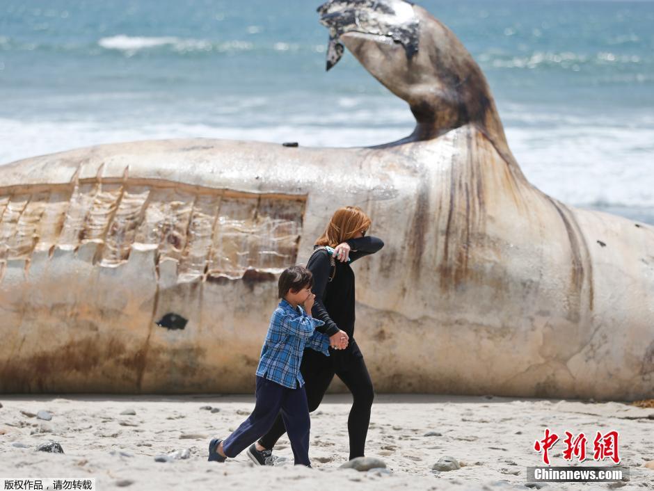 美国加州海滩现灰鲸腐尸 民众纷纷掩鼻围观