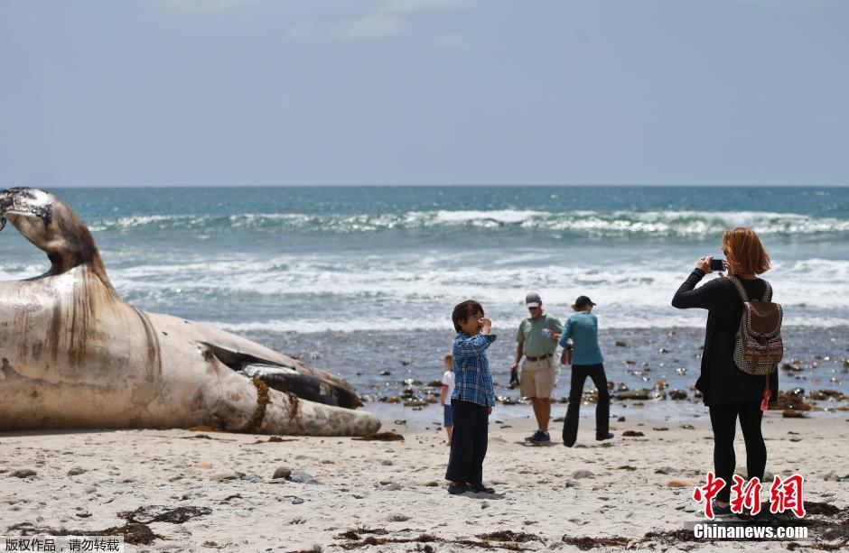 美国加州海滩现灰鲸腐尸 民众纷纷掩鼻围观