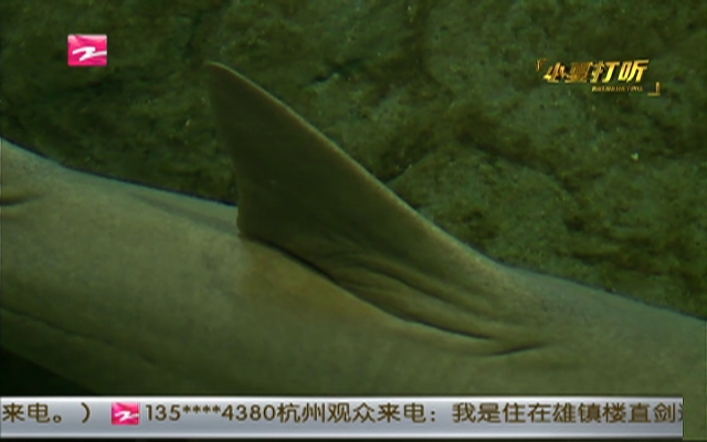 杭州极地海洋公园  开展护鲨行动