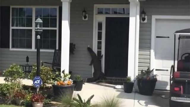 鳄鱼拜访民宅竟站起身“敲门”发现没人后离开（图）