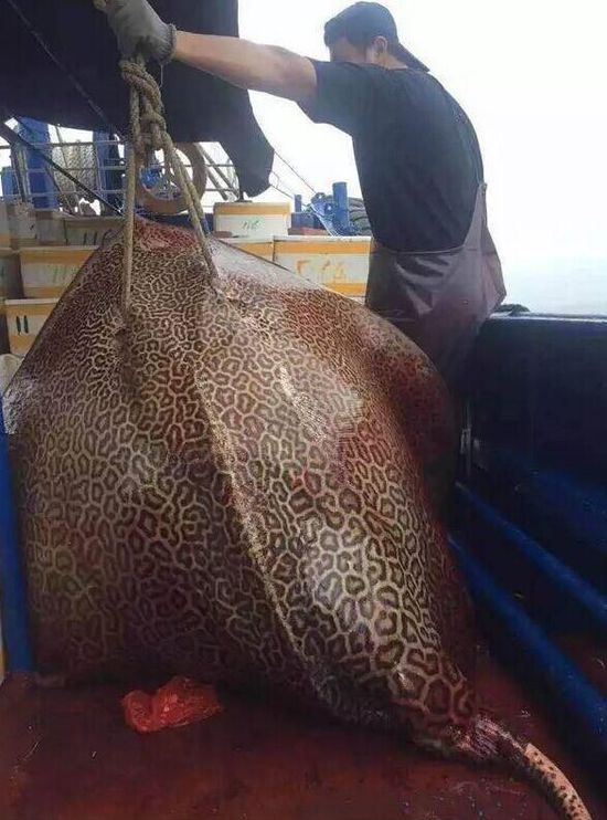 渔民捕获300斤有毒
