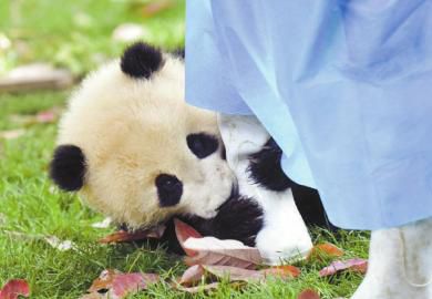 喂完水后，一只幼年熊猫紧紧抱住梅燕的腿不让她离开。