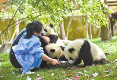 最近成都天气有点热，梅燕每隔一会儿就要给熊猫崽崽们喂水。一只调皮的熊猫咬着梅燕的手不放。