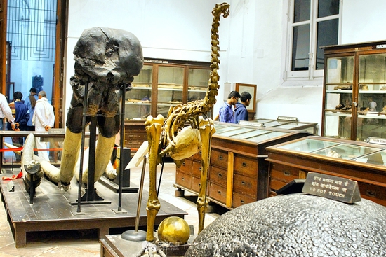 印度博物馆奇葩藏品令人瞠目