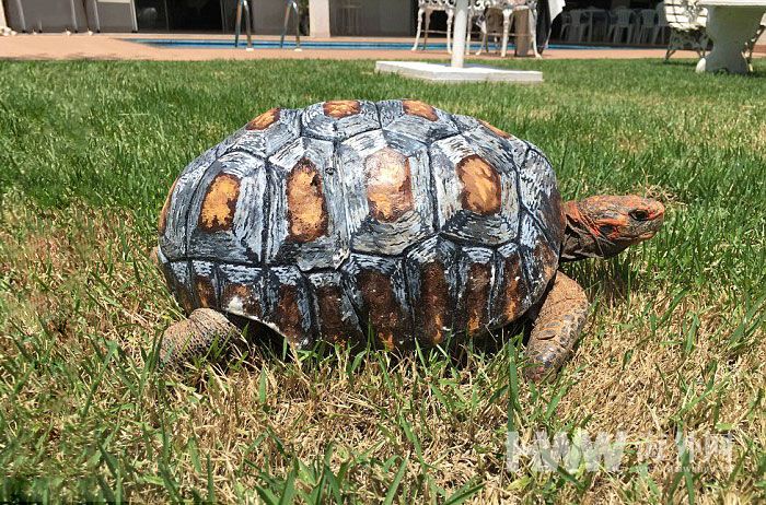 大火失去龟壳 3D打印助乌龟重获新生