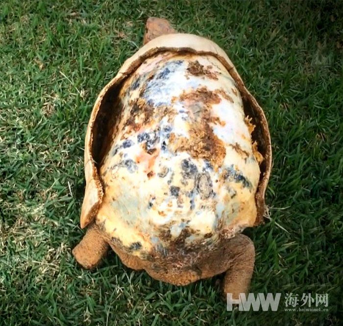 大火失去龟壳 3D打印助乌龟重获新生