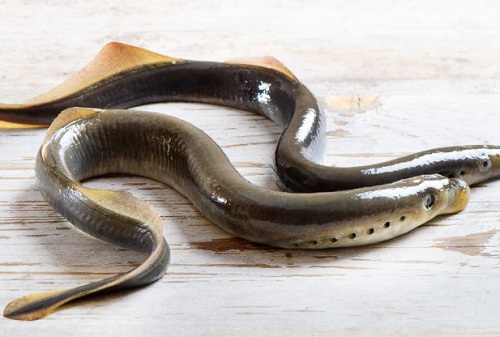 英国河流七鳃鳗大量繁殖：满嘴利齿能咬人吸血