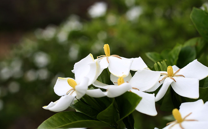 永嘉碧莲千亩栀子花香飘楠溪江
