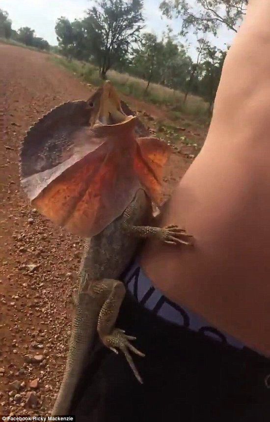 澳大利亚一只伞蜥误将摄影师当大树猛爬