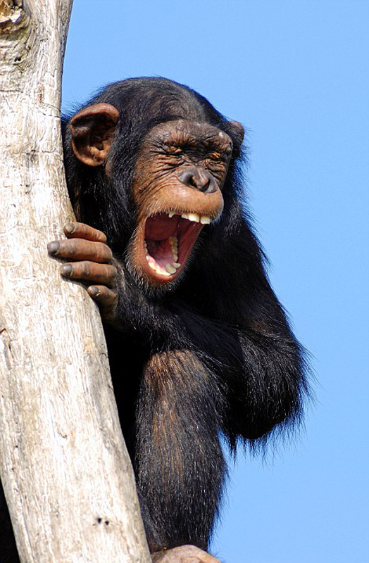 非洲黑猩猩丛林手舞足蹈开怀大笑