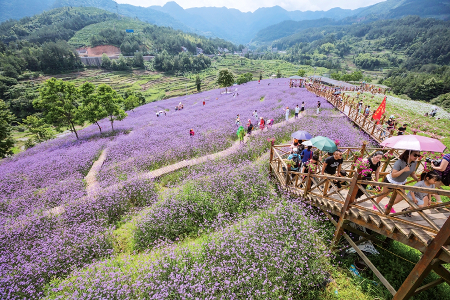 温州昔日养殖场 如今成花海