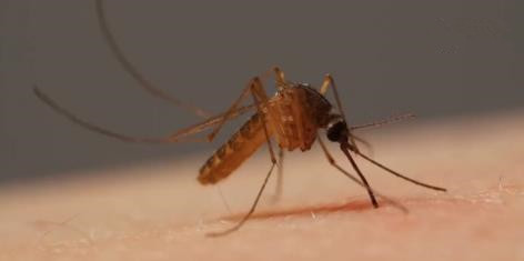 原来蚊子是用6根针刺来吸你的血