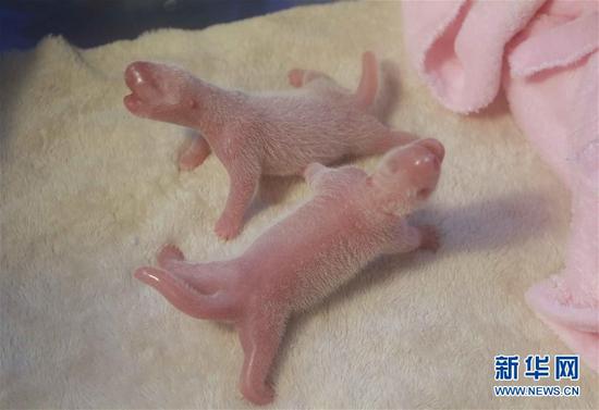 6月23日在成都大熊猫繁育研究基地拍摄的大熊猫龙凤胎宝宝。当日，成都大熊猫繁育研究基地的雌性大熊猫“星雅”顺利诞下一对大熊猫龙凤胎，大仔性别雄性、初生体重170克；小仔性别雌性、初生体重161克。目前，母子各项体征指标正常，它们是2016年全球诞生的首对大熊猫龙凤胎宝宝。