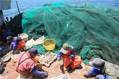 非法捕捞鱼类的危害,非法捕捞鱼类的立案及处