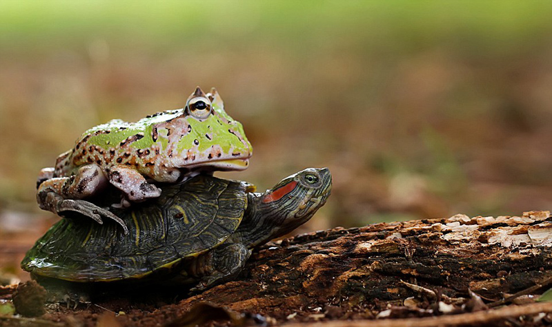 男子拍青蛙骑乌龟搭便车有趣一幕