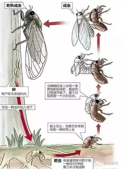 ①一般的蝉生命周期为2-5年,经历2-4年的地下生活,然后在阳光下完成