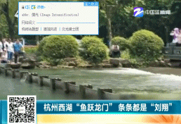 杭州西湖上演"鱼跃龙门"大戏 条条都是飞鱼"刘翔"