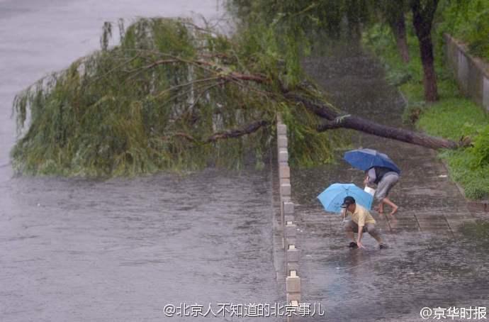 北京暴雨 两男子“放生”搁浅小鱼