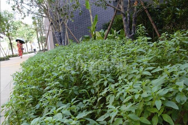 温州首条中医药街 绿化带不种花草改种中草药 