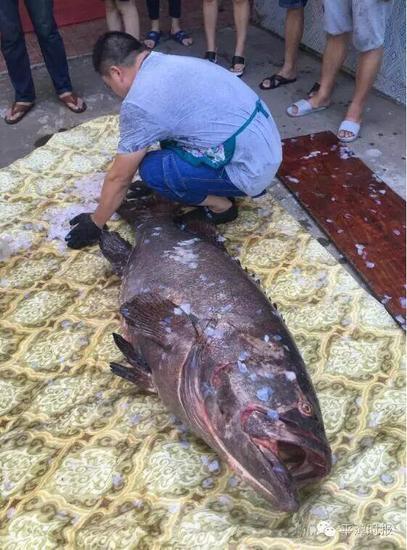 福建渔民发现177斤黑褐色大鱼 每斤120元卖出
