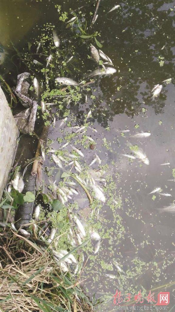 南京大雨后机场旁一鱼塘遭殃 几百斤鱼蹊跷死光