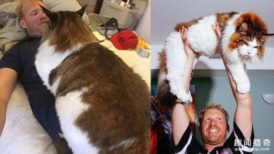 4岁猫咪成纽约最重，胖乎乎的模样常被围观！