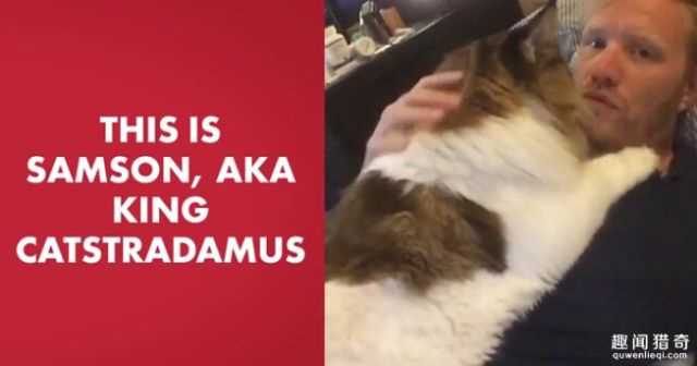 4岁猫咪成纽约最重，胖乎乎的模样常被围观！