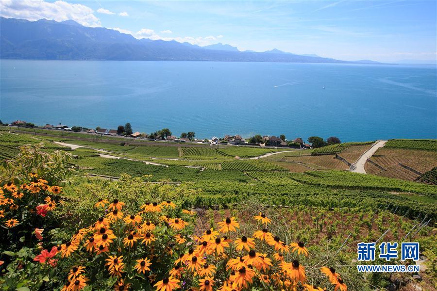 （國(guó)際）（2）瑞士拉沃夏之韻