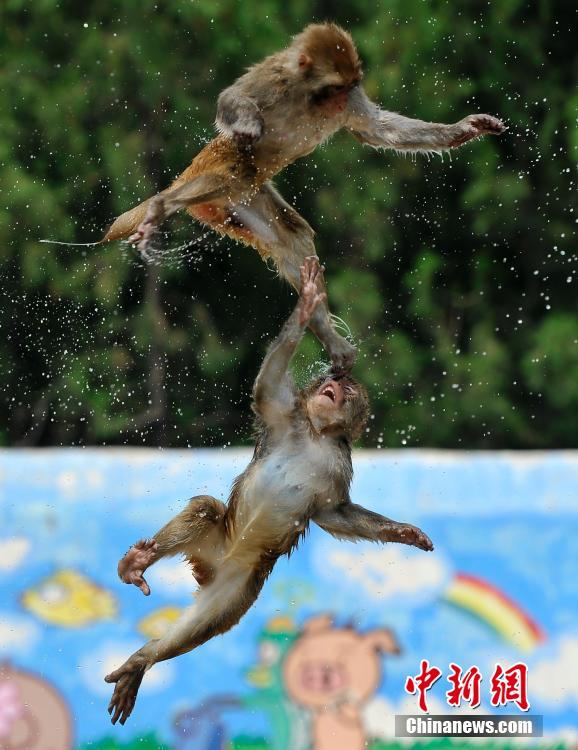 大圣树桩上玩高台跳水 场面堪称“动物奥运会”