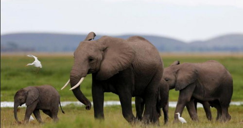 津巴布韦将利用无人机打击盗猎大象行为