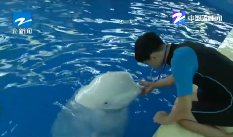 杭州有头白鲸就要当妈妈了 将诞下浙江第一个白鲸宝宝