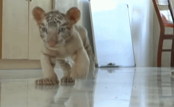 商务车内藏有三只小白虎 寄养后卖萌打滚又撒娇