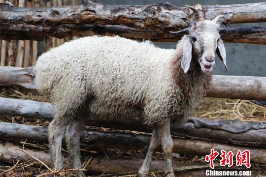 新疆一半岁绵羊长五只犄角吸引众人围观（图）