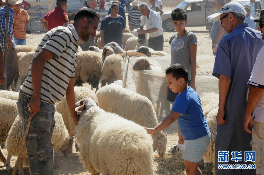 突尼斯将迎来宰牲节 民众市场购羊（组图）【3】