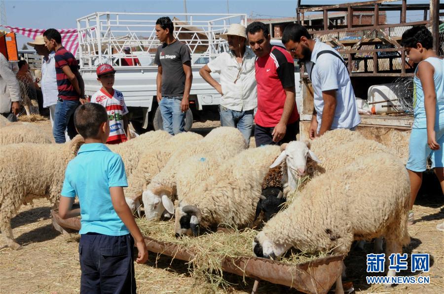 突尼斯将迎来宰牲节 民众市场购羊（组图）