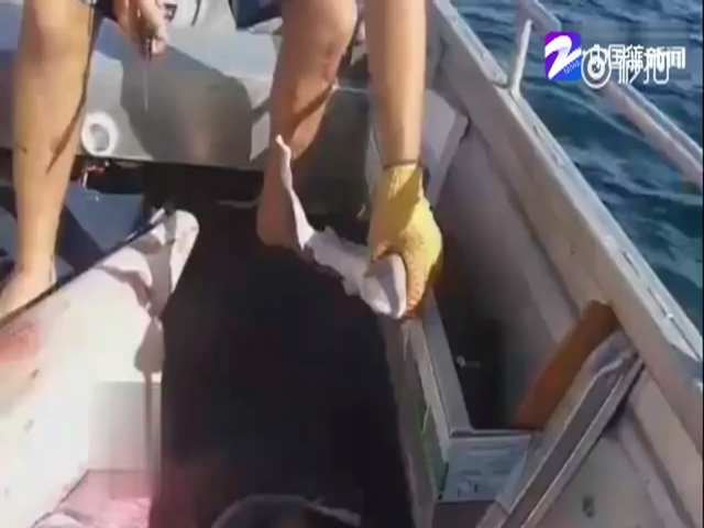 男子发现死去鲨鱼肚子在跳动 割开后发现东西让人意外